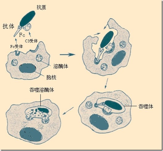 图3-5 巨噬细胞的吞噬作用